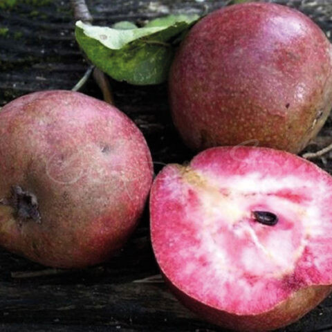 Päron Archives - Jeppa S Trädgård