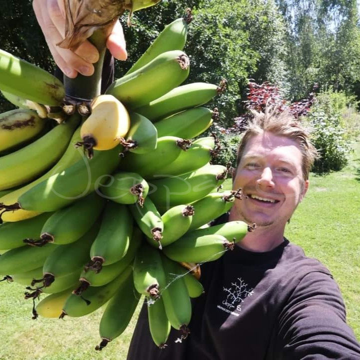 Banan - Dwarf Cavndish