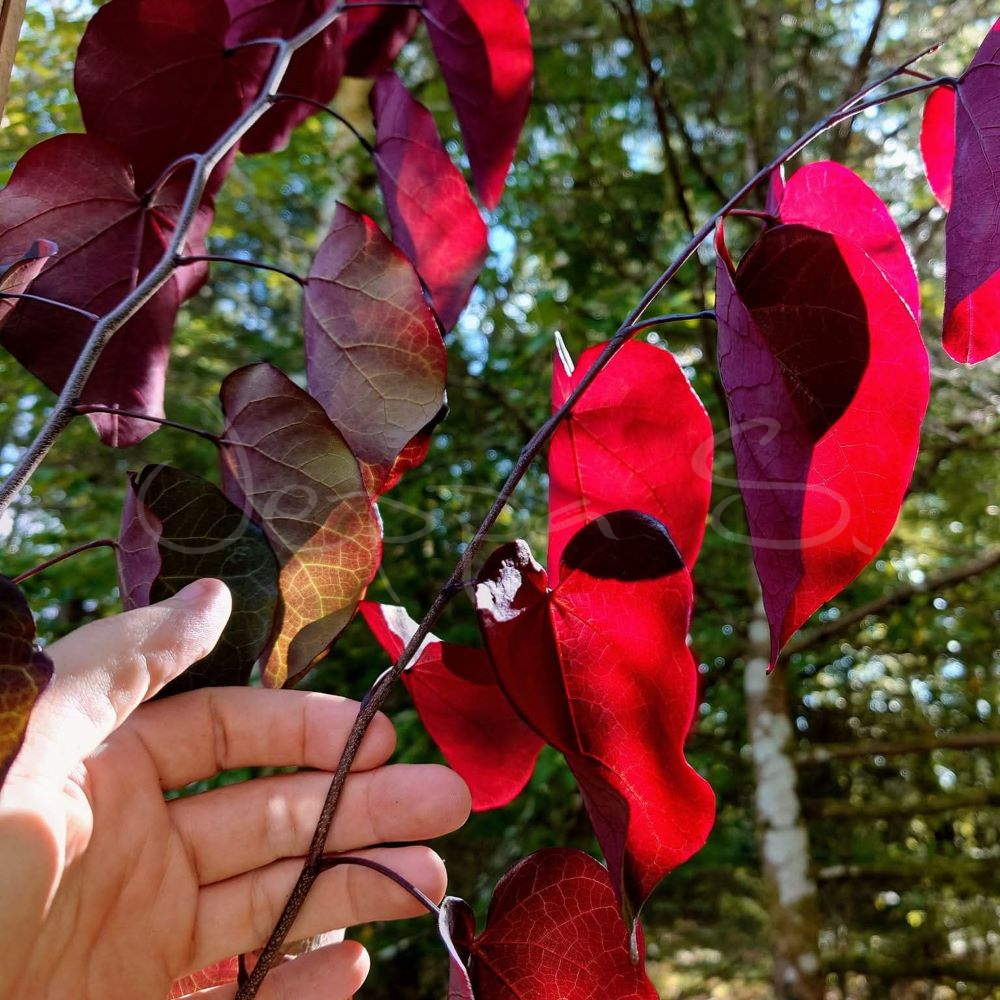 Judasträd - Cercis canadensis Forest Pansy - Bild 2