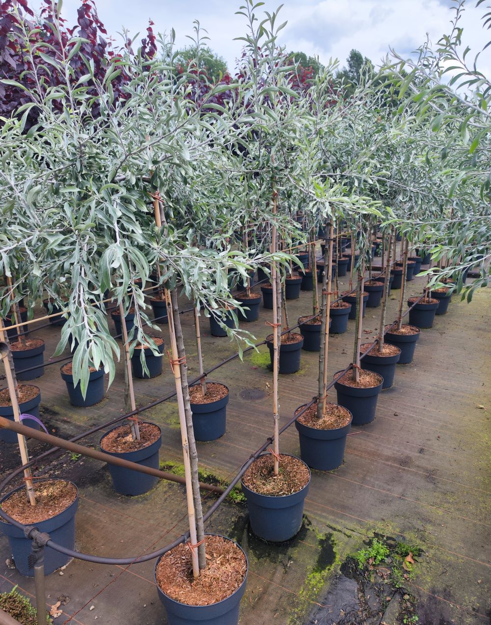 Silverpäron M - Bild 3