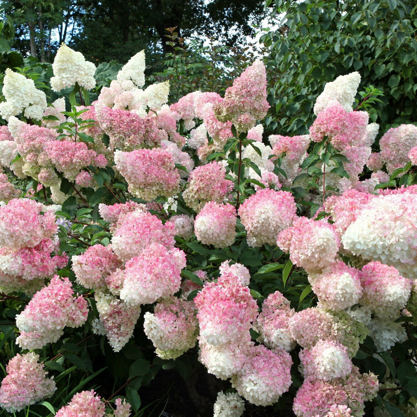 Hortensia - Vanille Fraise - Uppstammad L