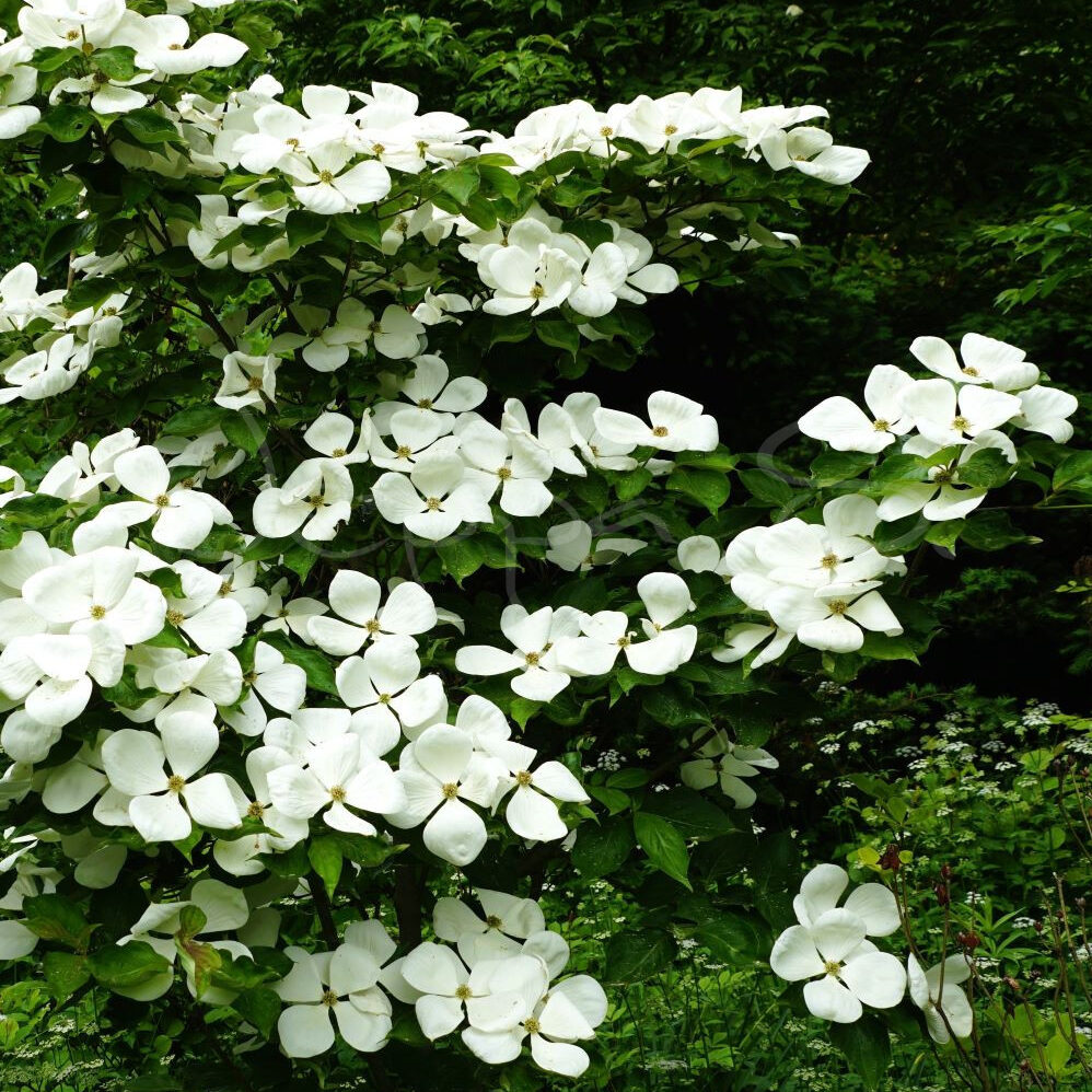 Cornus kousa - Hyperion