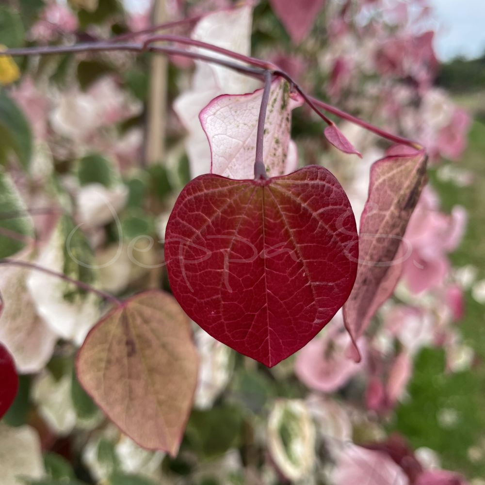 Judasträd - Cercis canadensis Carolina Sweetheart - Bild 2