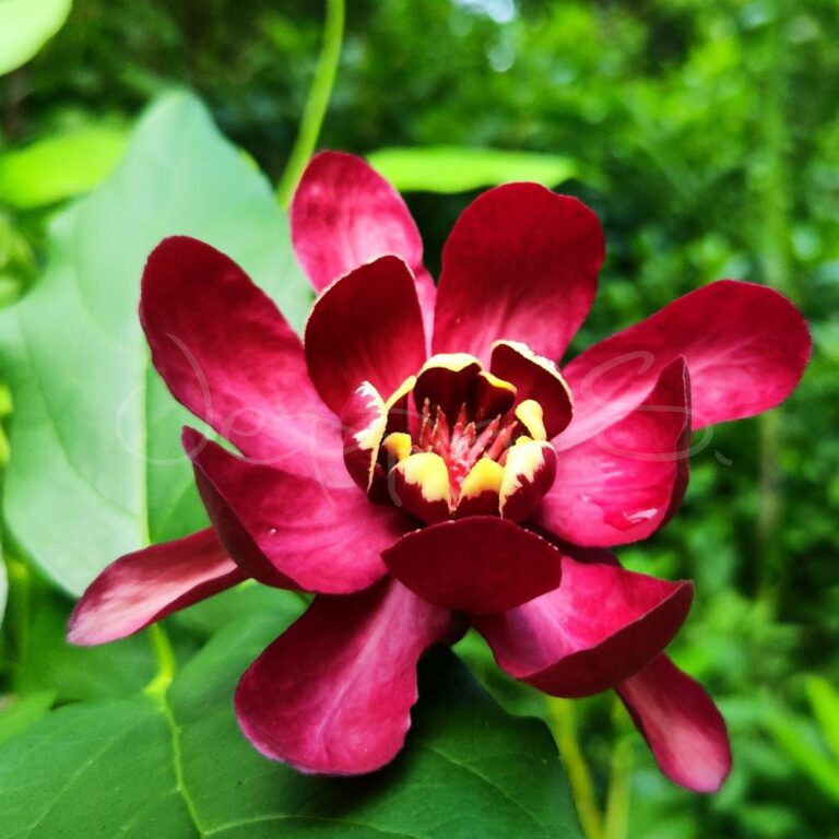 Calycanthus - Hartlage Wine - Kryddbuske - Jeppa S Trädgård