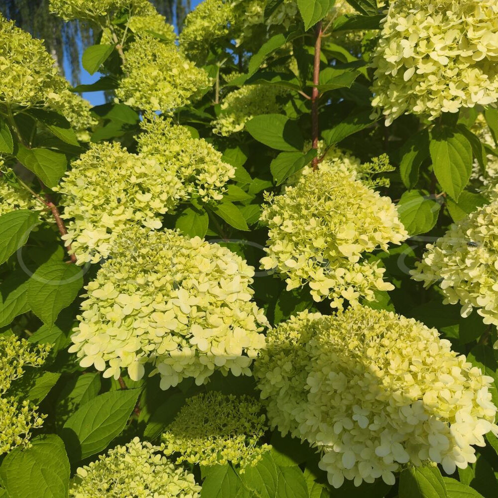 Hortensia - Limelight - Uppstammad