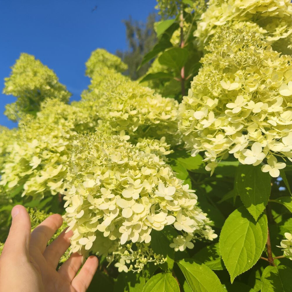 Hortensia - Limelight