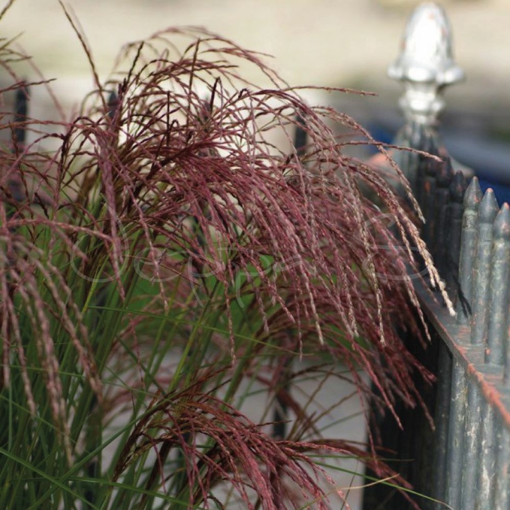 Miscanthus - Red Cloud