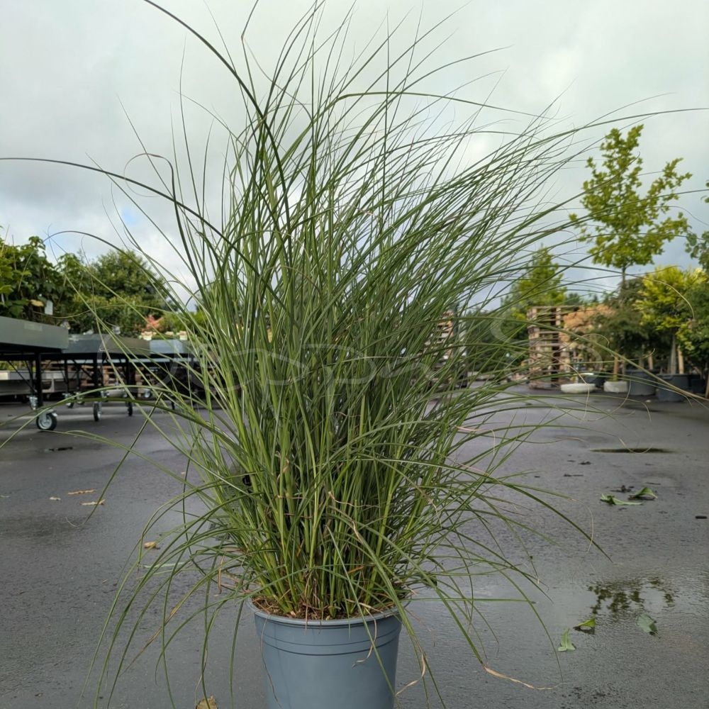 Miscanthus - Red Cloud - Bild 2