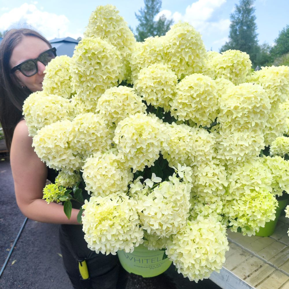 Hortensia - Whitelight - Bild 2