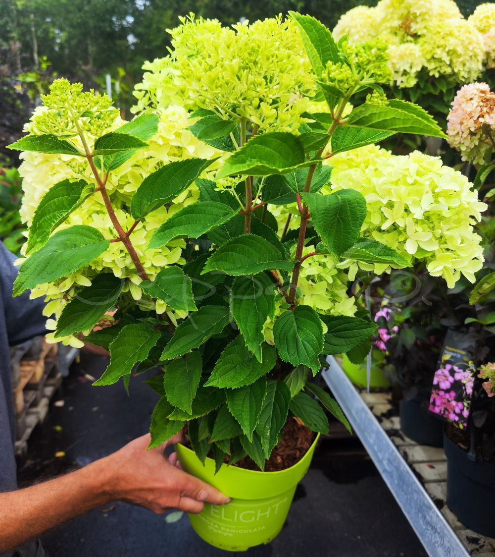 Hortensia - Whitelight - Bild 3