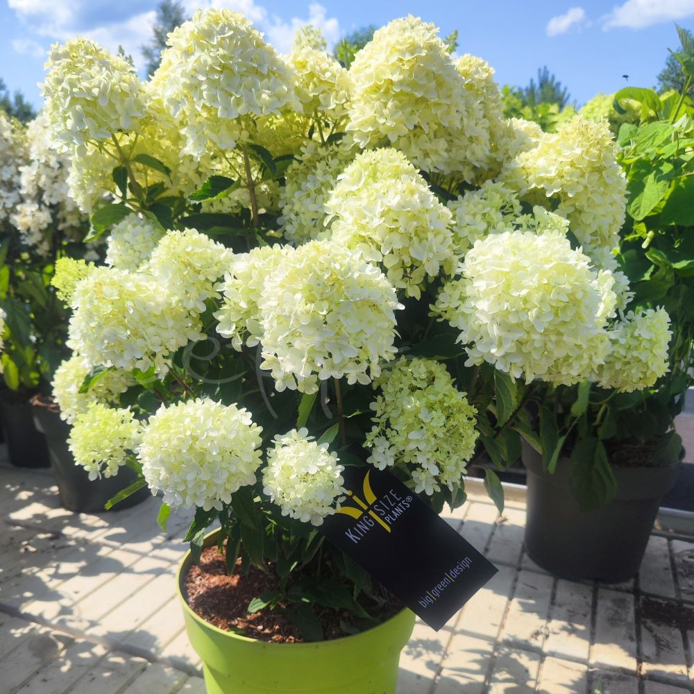 Hortensia - Whitelight - Bild 4