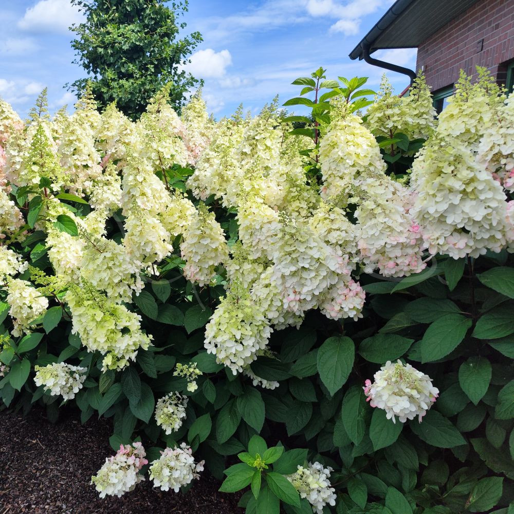 Vipphortensia - Pinky Winky - Bild 2
