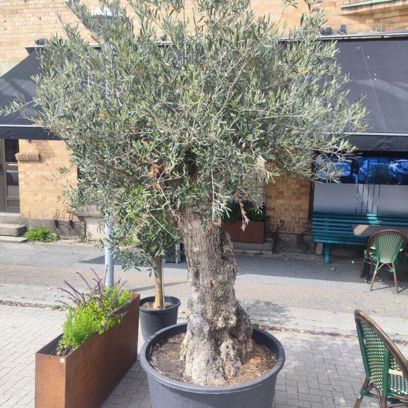 Olivträd XXL 3