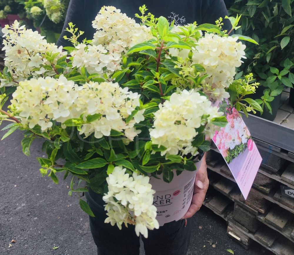 Hortensia - Groundbreaker Blush - Bild 2