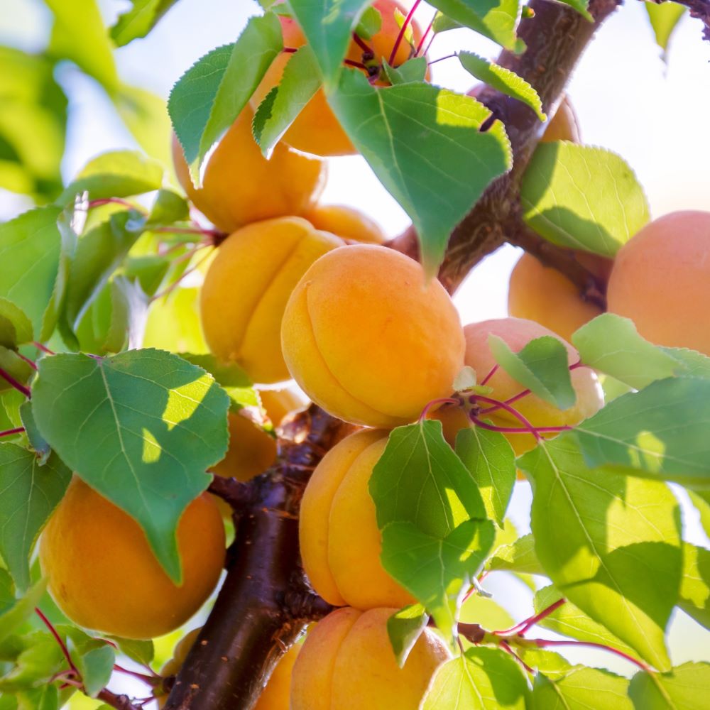 Aprikos - Ungerska beste