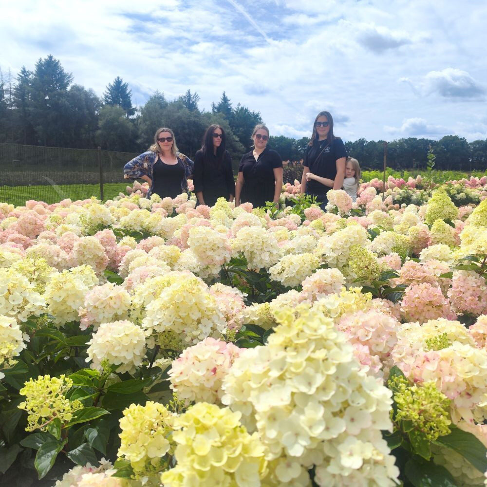 Hortensia - Living Little rosy