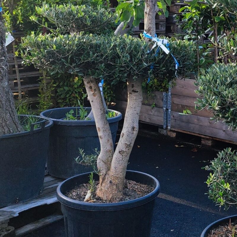 Olivträd - Formklippt 1