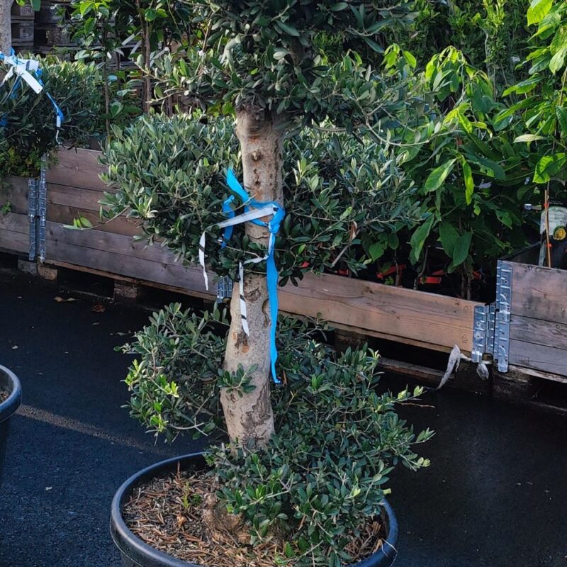 Olivträd - Formklippt 2