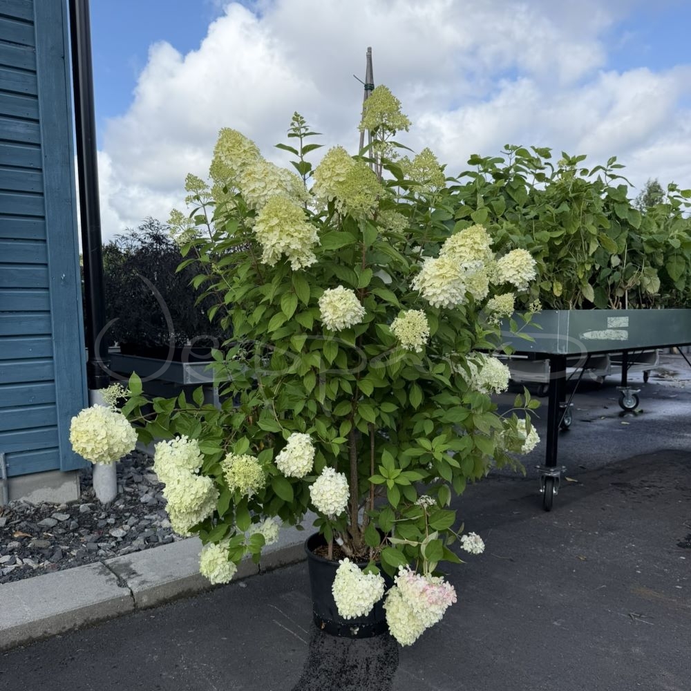 Hortensia - Phantom - Bild 2
