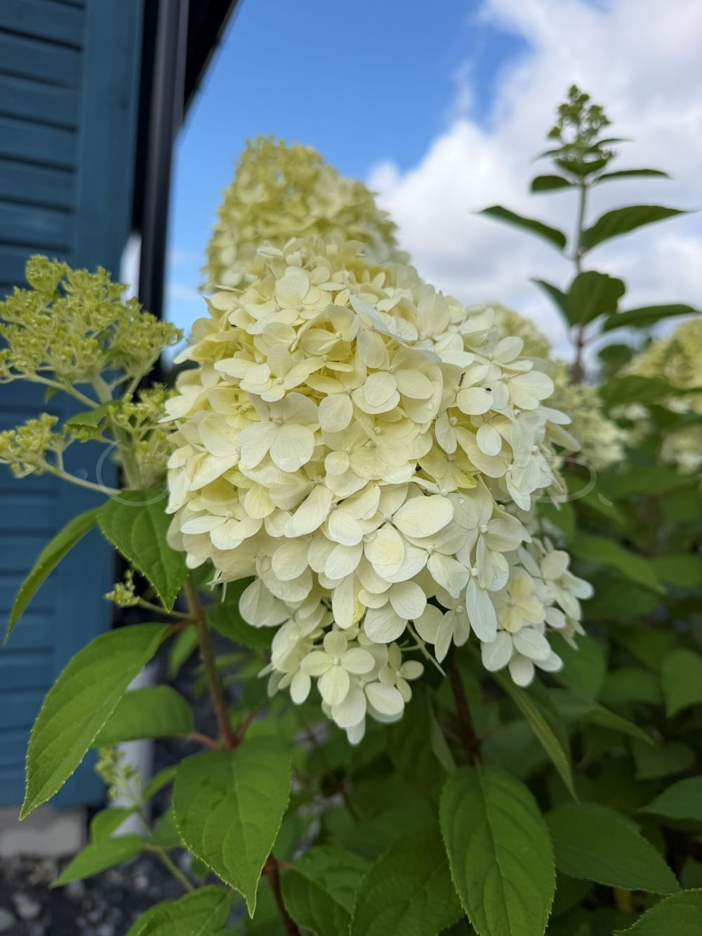 Hortensia - Phantom - Bild 3