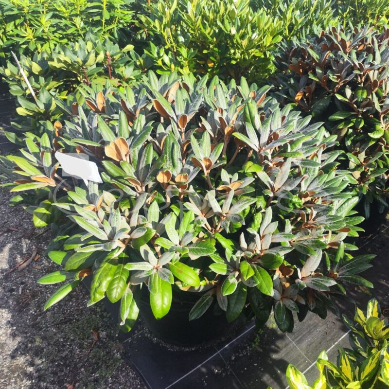 Burea Rhododendron Rhododendron bureavii - Hydron Velvet - Jeppa S Trädgård