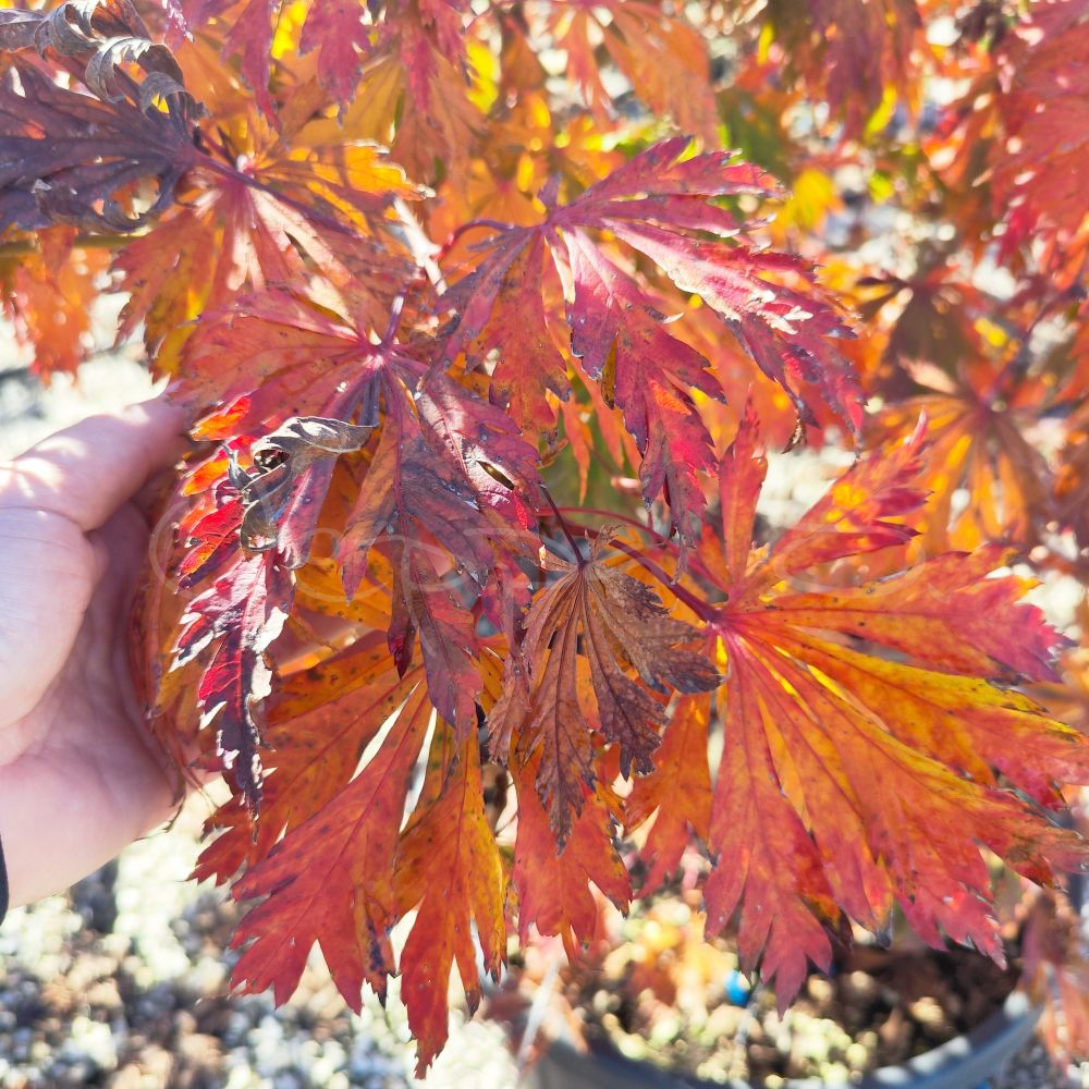 Acer japonicum - Vitifolium - Bild 3