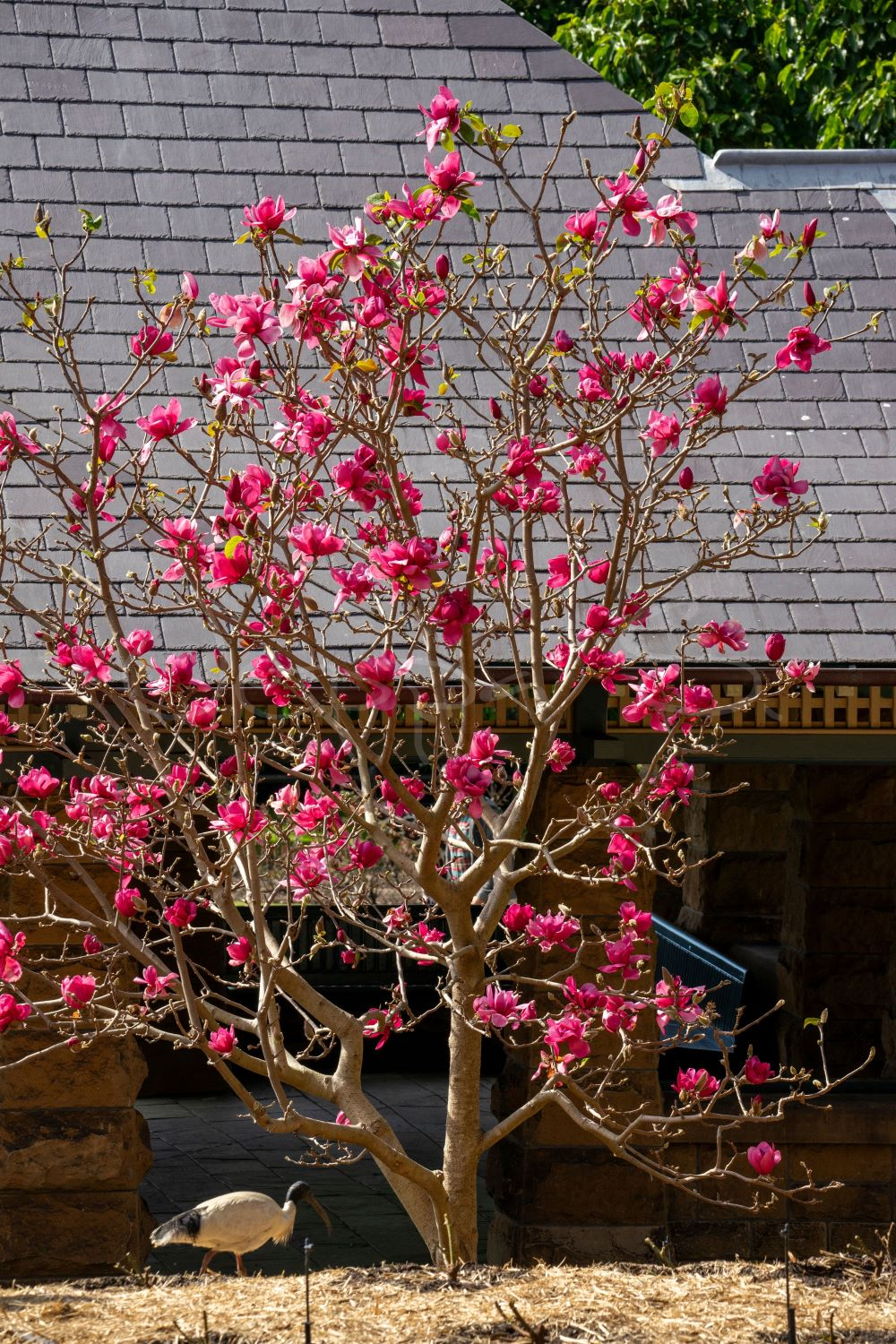 Magnolia - Vulcan - Bild 2