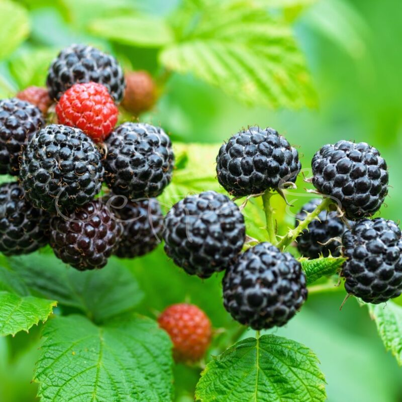 Hallon - Black Jewel - Jeppa S Trädgård