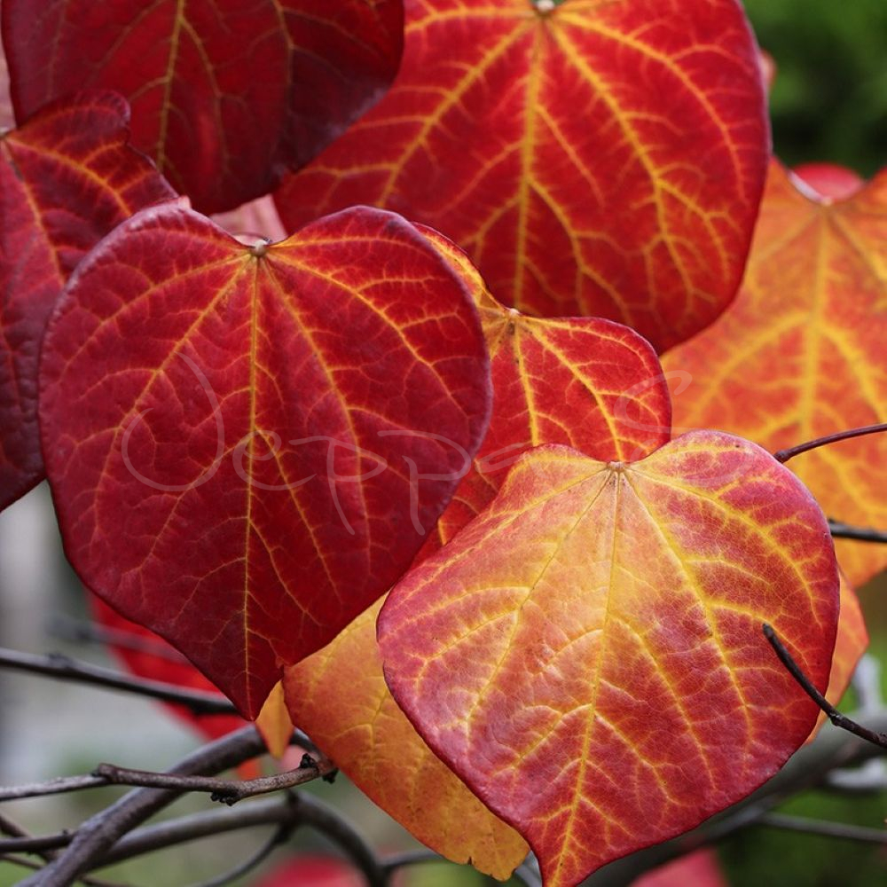 Judasträd - Cercis canadensis Ruby Falls - Bild 3