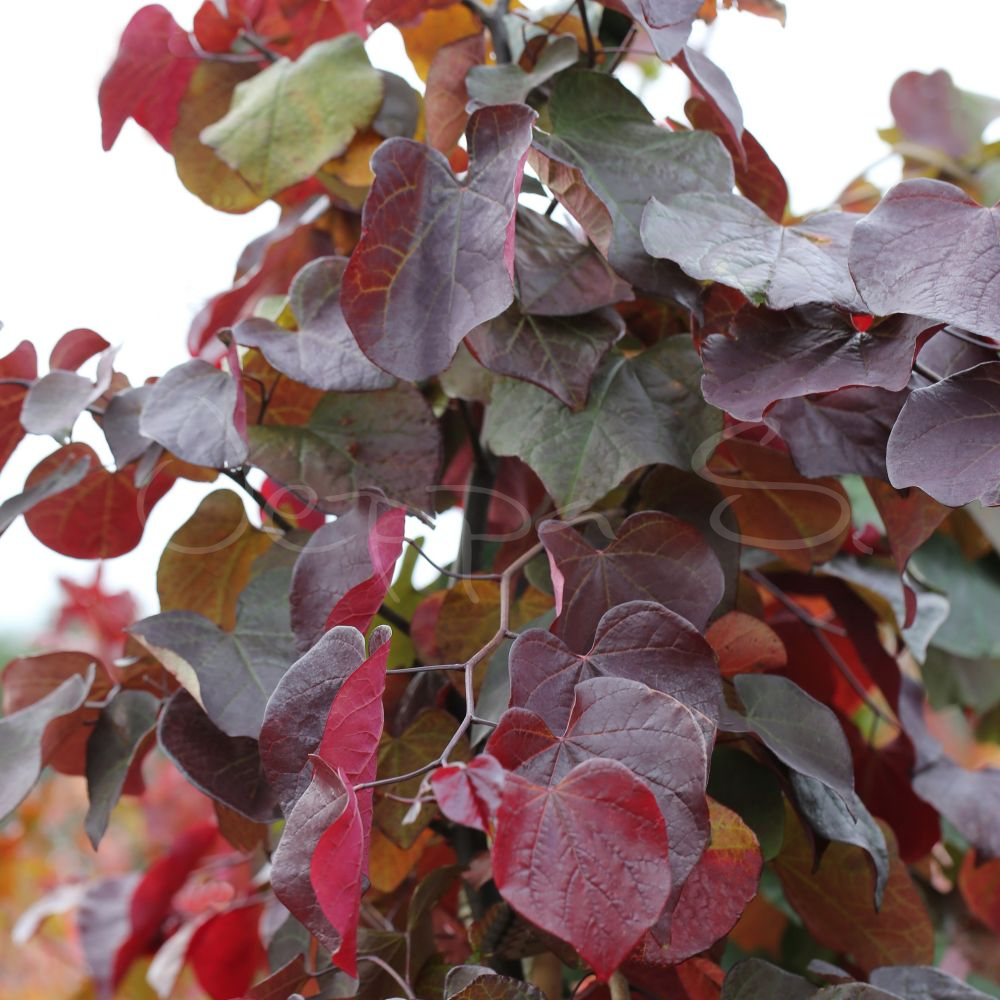 Judasträd - Cercis canadensis Ruby Falls - Bild 2