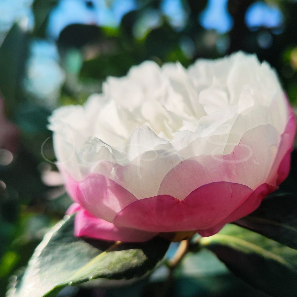 Camelia - Nuccio's Pearl - Bild 4