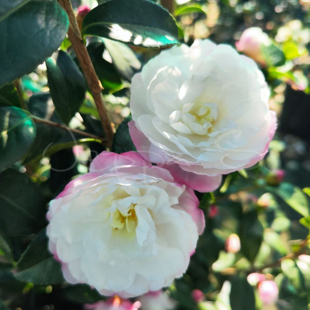 Camelia - Nuccio's Pearl - Bild 3
