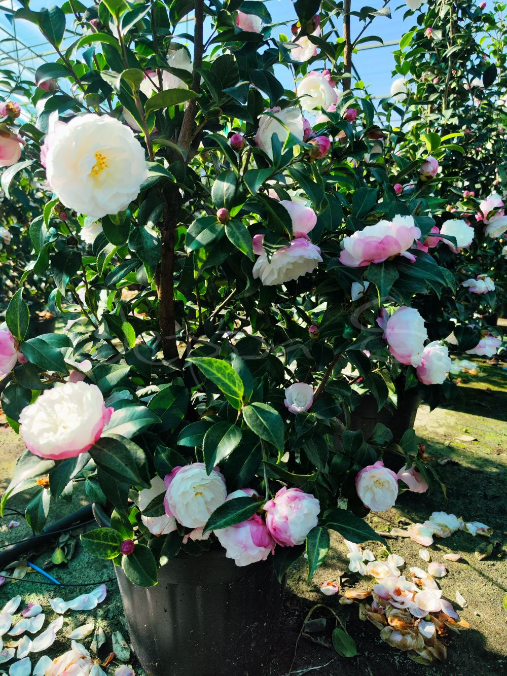 Camelia - Nuccio's Pearl - Bild 2