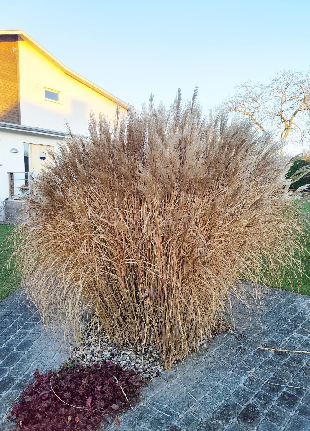 Miscanthus - Red Chief - Bild 2