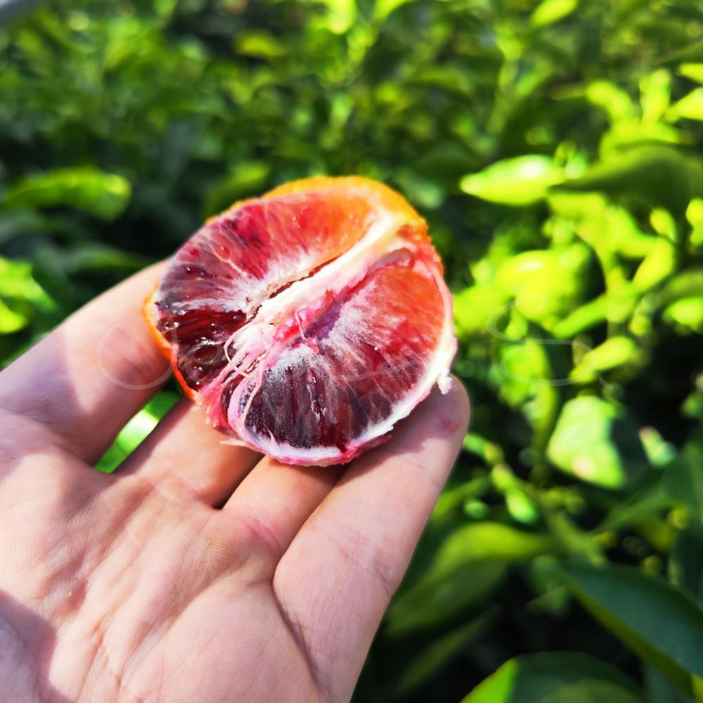 Blodapelsin - Moro - M *