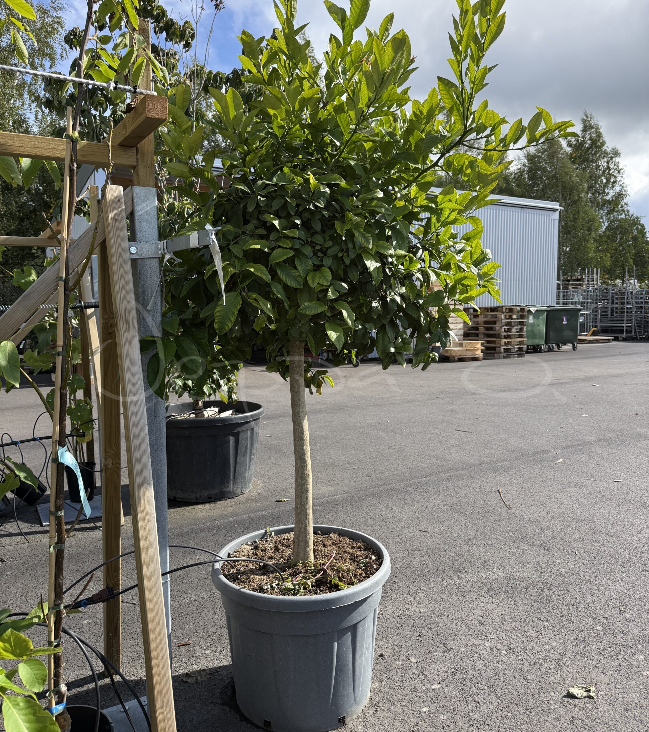 Röd Lime XL