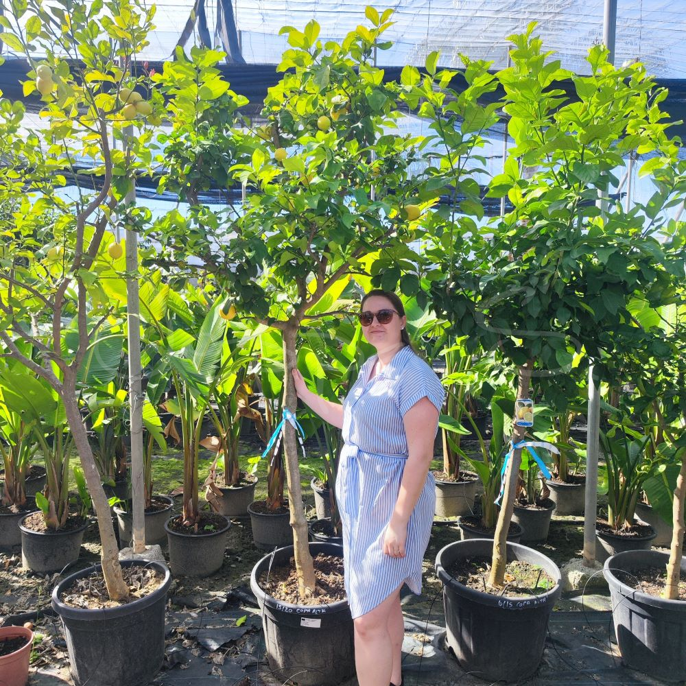 Citron - 4 seasons XL 1 *