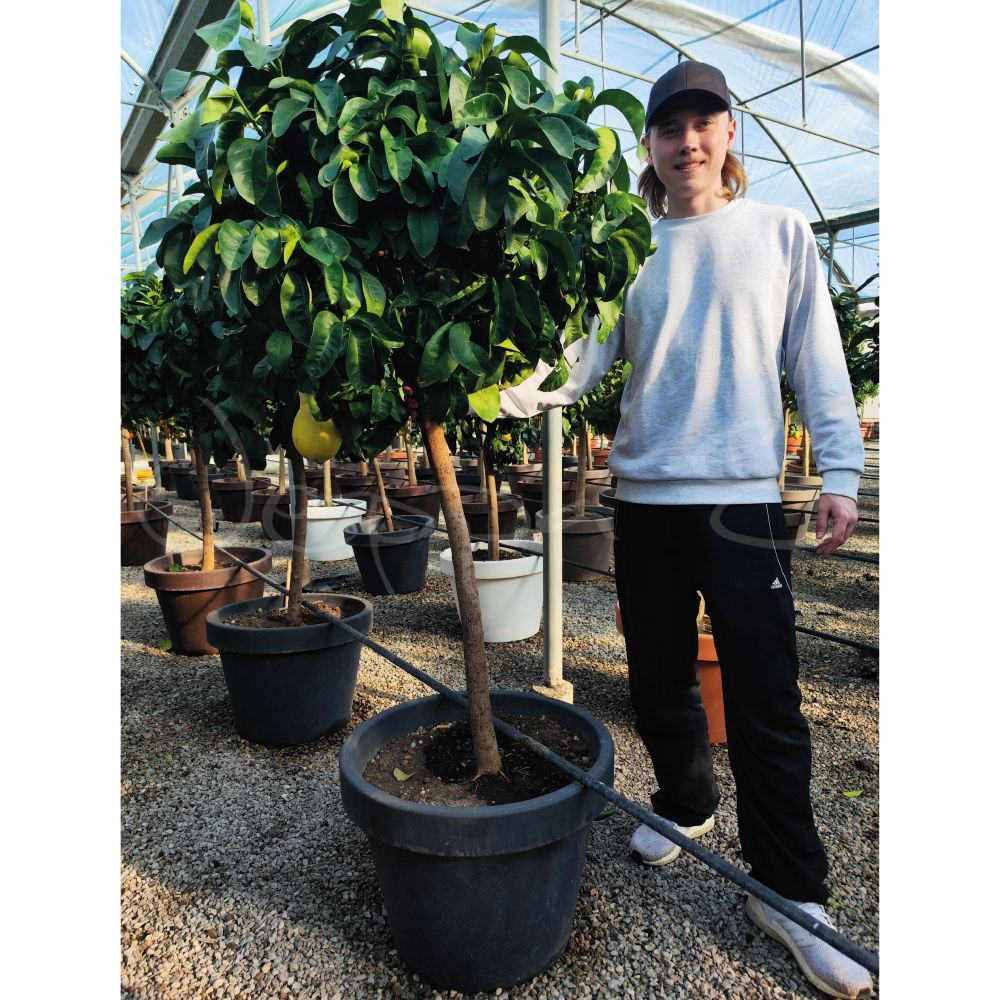 Citron - Pear lemon *