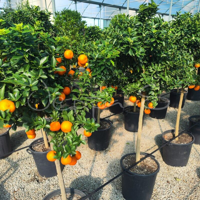 Clementin L * - Jeppa S Trädgård
