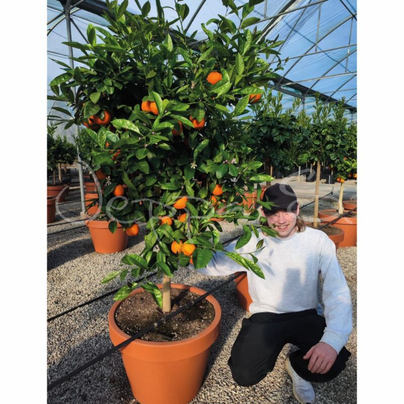 Clementin XL * - Jeppa S Trädgård