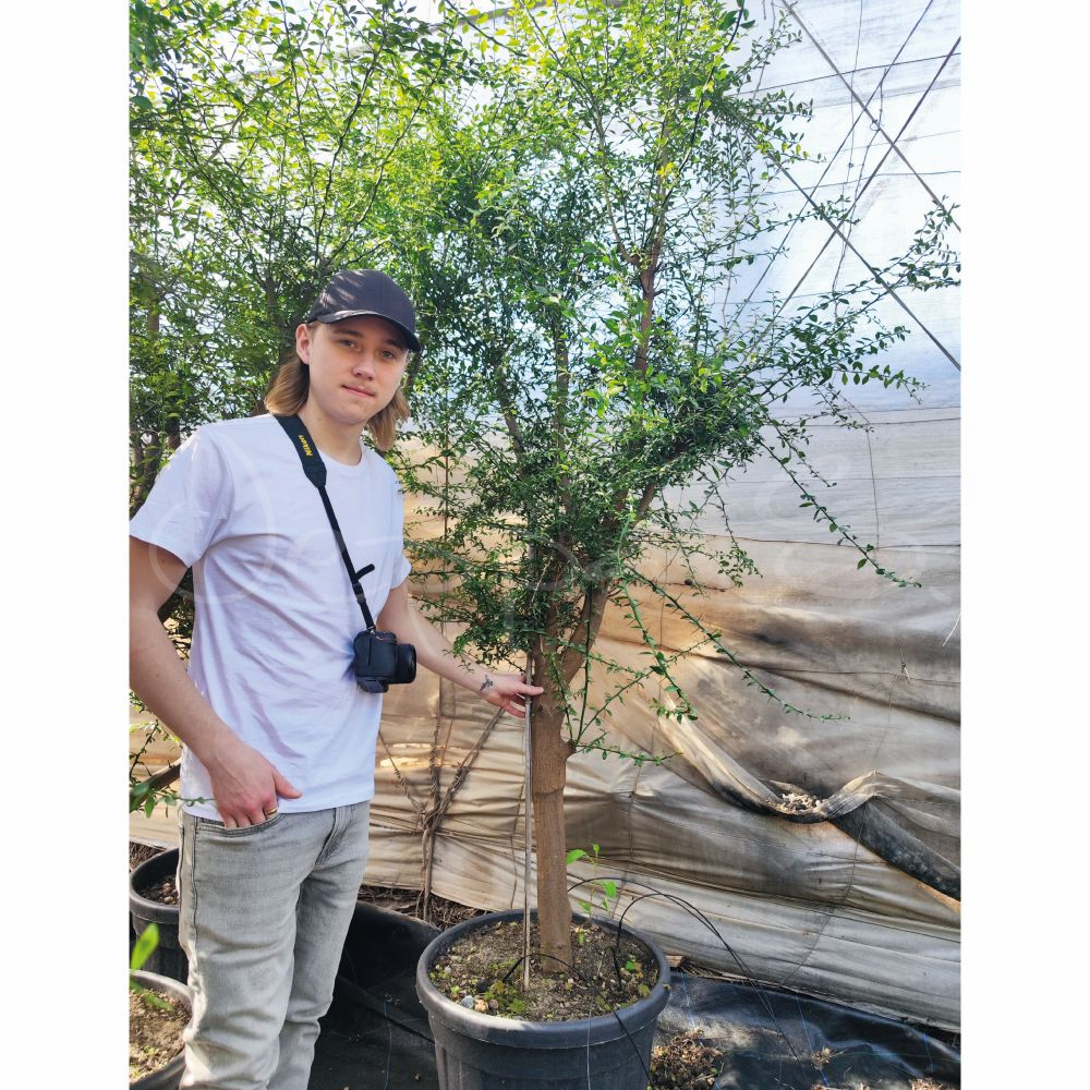 Fingerlime - Pink ice XL *