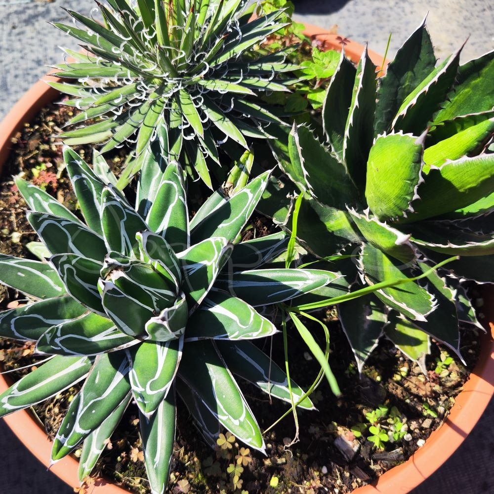 Agave Mix *
