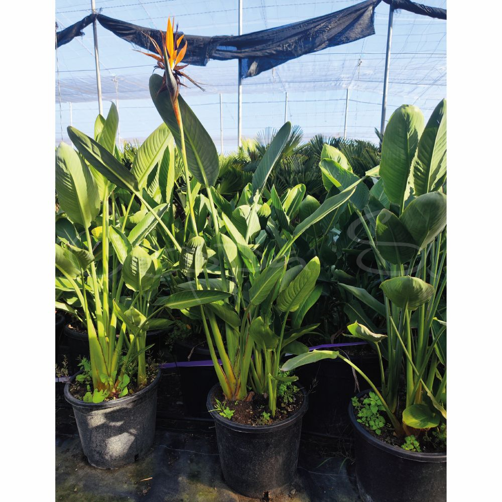 Strelitzia Regina L * - Bild 2