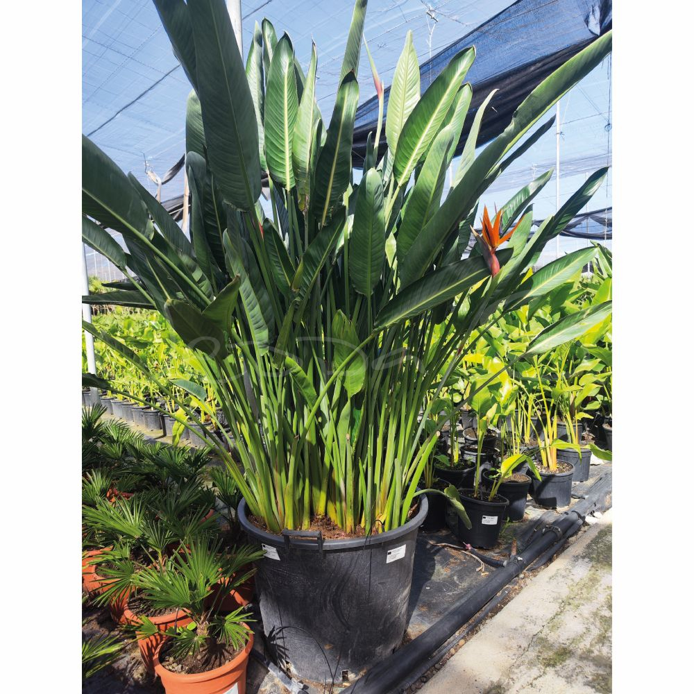 Strelitzia Regina XXL * - Jeppa S Trdgrd