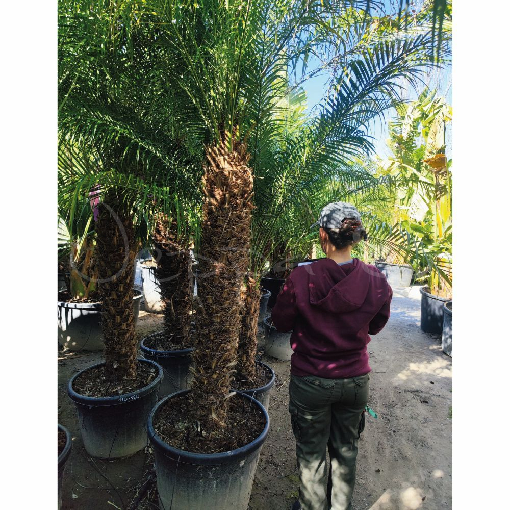 Phoenix Roebellenii *