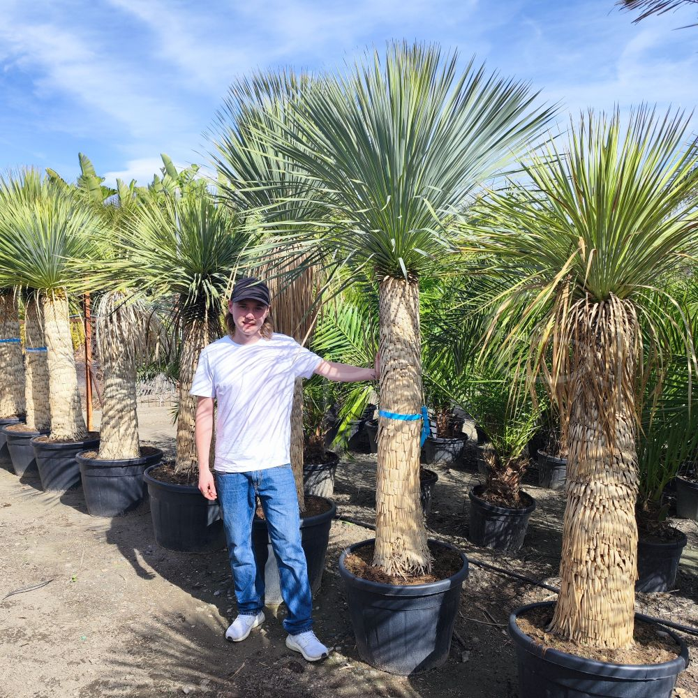 Yucca rostrata 3 *