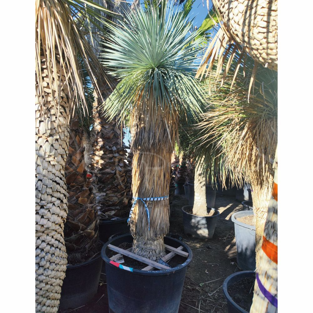 Yucca rostrata 6 *