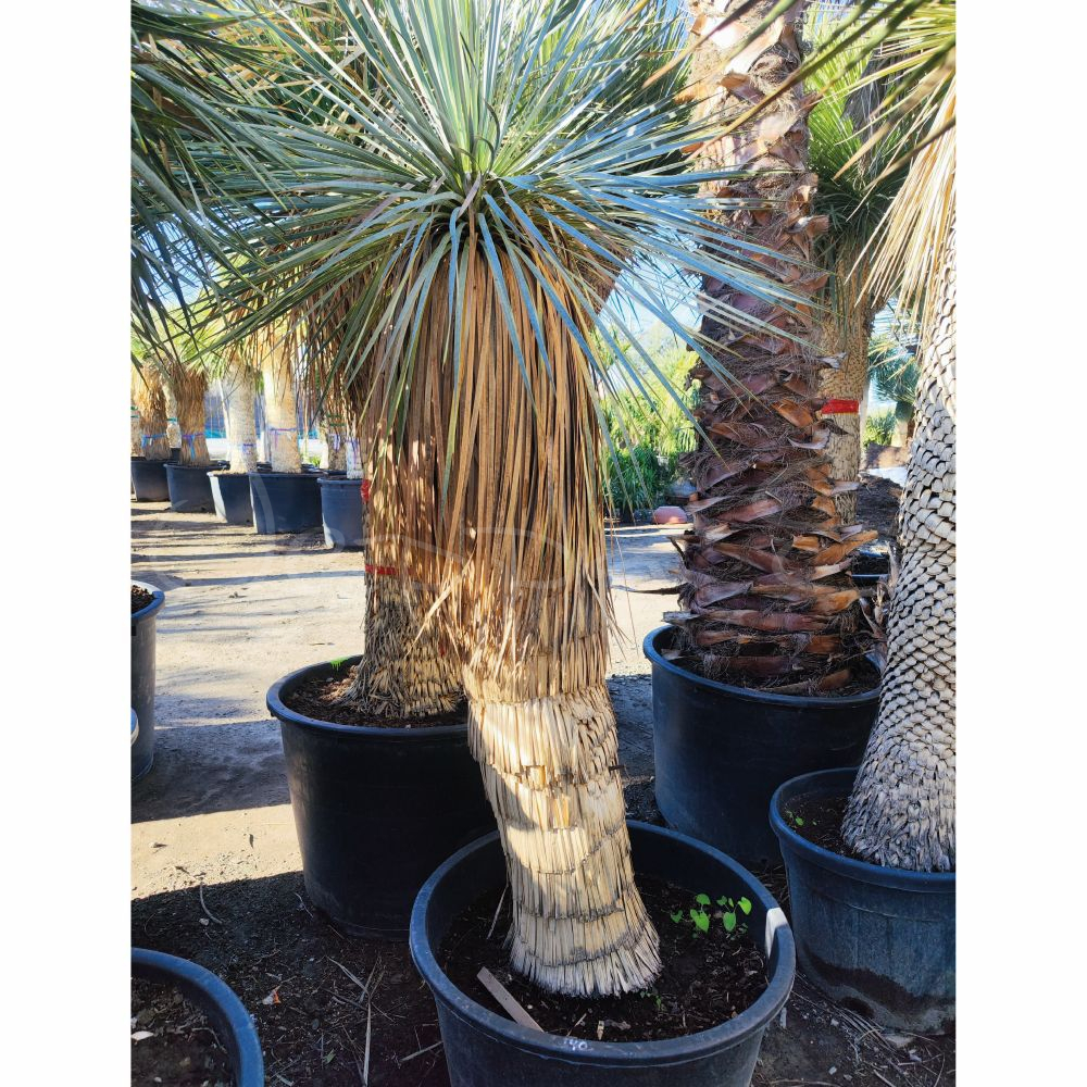 Yucca rostrata 7 *