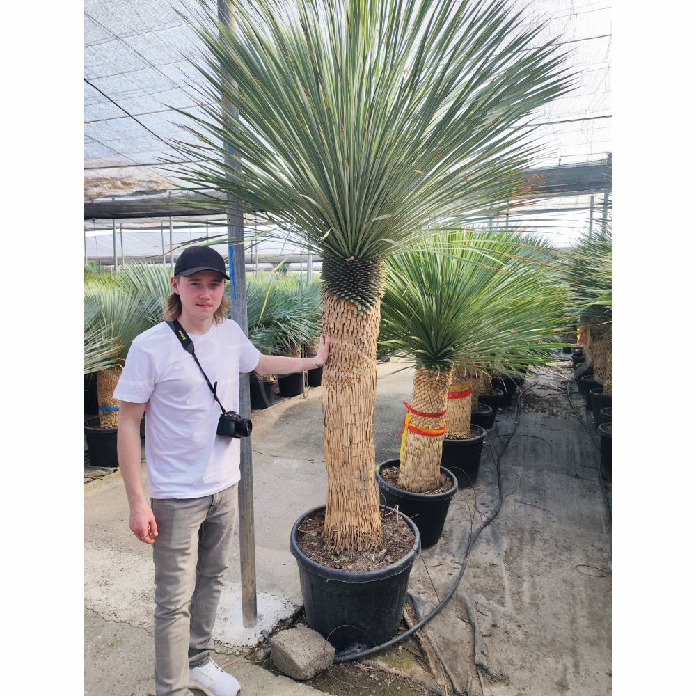 Yucca rostrata 9 *