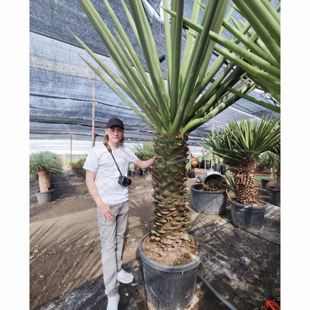 Yucca treculeana XL 2 *